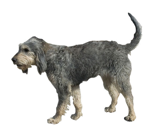 griffon nivernais