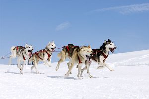 El husky siberiano en el trineo