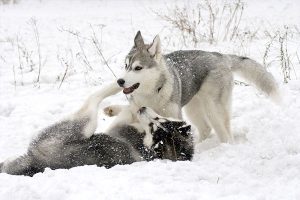 El husky siberiano jugando