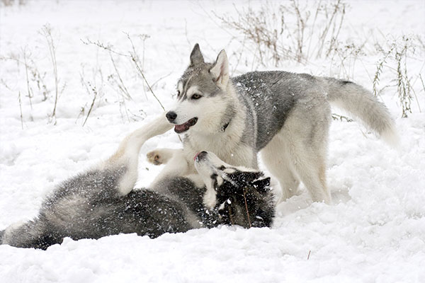 huskies