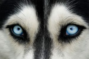 Ojos azules de un husky siberiano