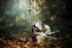 El husky siberiano en las hojas