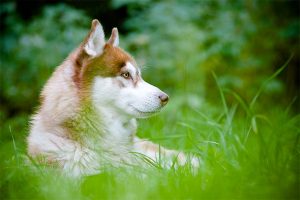 El husky siberiano en la hierba