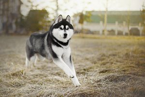 El husky siberiano en el prado