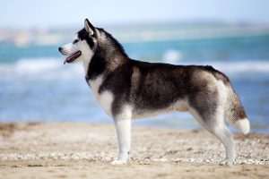 La postura del husky siberiano
