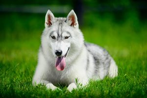 Husky siberiano recostado
