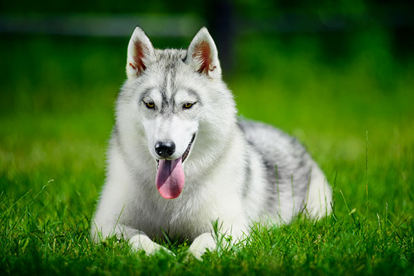 siberian husky