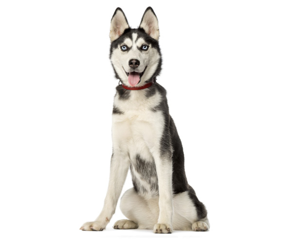 El husky siberiano