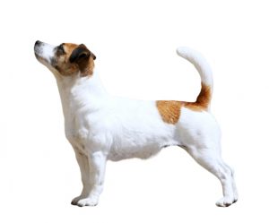 jack russell terrier