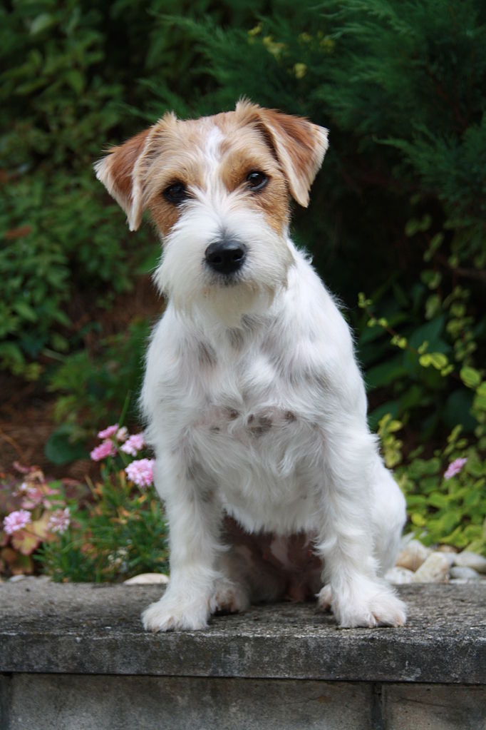jack russell terrier personnalité