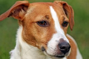 jack russell terrier photo