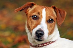 jack russell terrier photo 6
