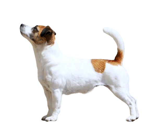 Jack Russell Terrier