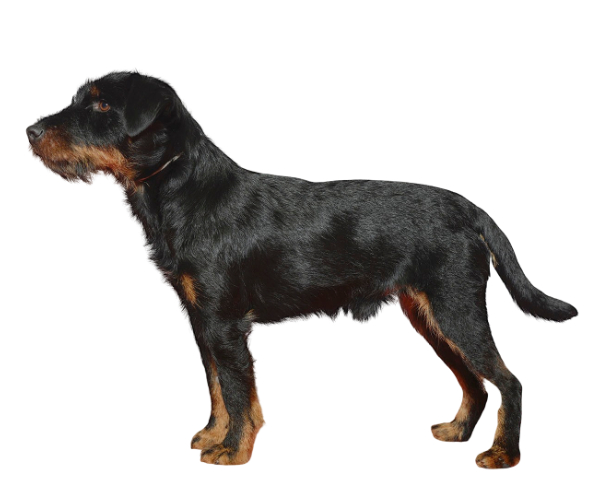 Jagd terrier