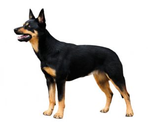 kelpie australien