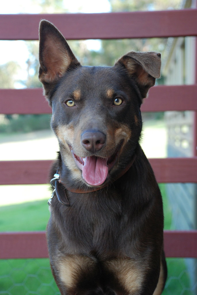 kelpie australien personnalité