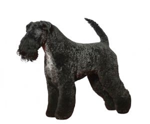 kerry blue terrier