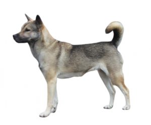 kishu