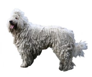 komondor