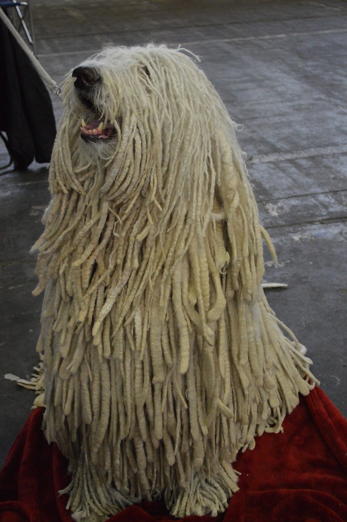 komondor personnalité