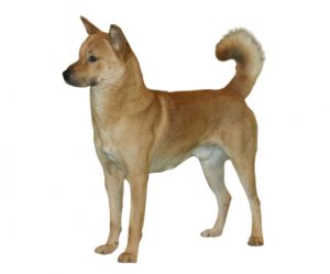 korea jindo dog
