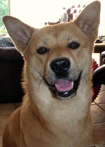 korea jindo dog personnalité