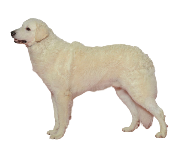 kuvasz