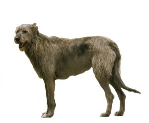 Irish greyhound