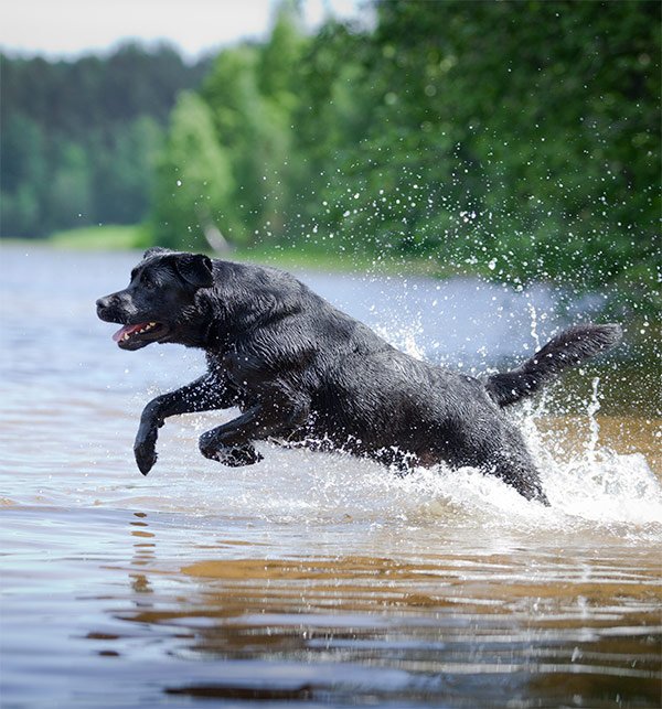 Labrador retriever