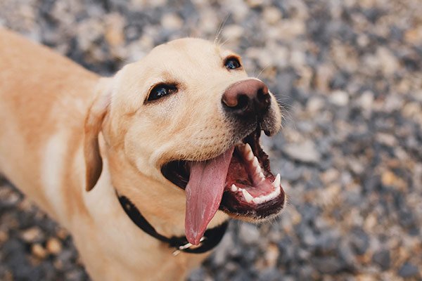 langue sortie d'un labrador