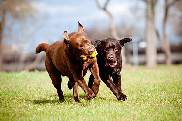 labrador brun et chocolat