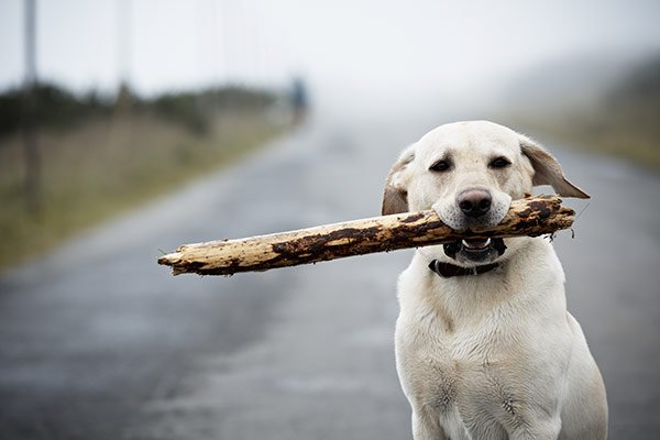 labrador avec un baton