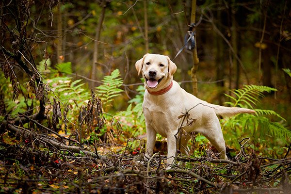 labrador dans la forêt