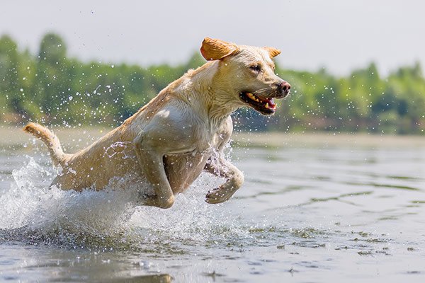 labrador qui saute dans l'eau
