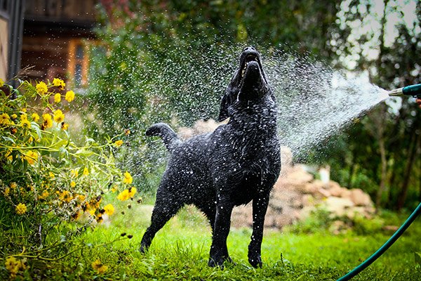 labrador qui se fait arroser