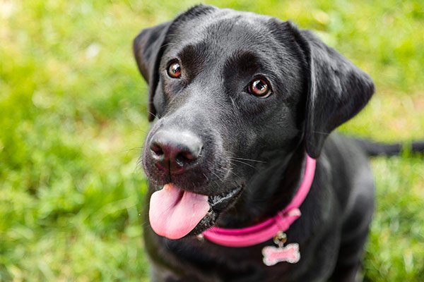 labrador noir