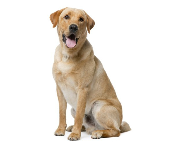 labrador retriever