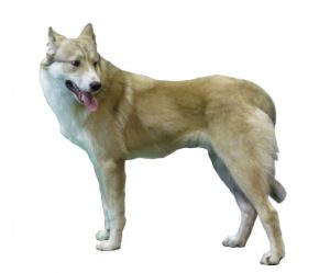 laika de siberia occidental