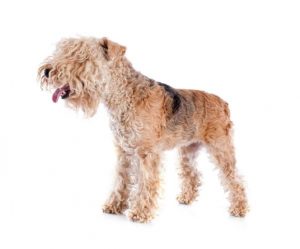 lakeland terrier