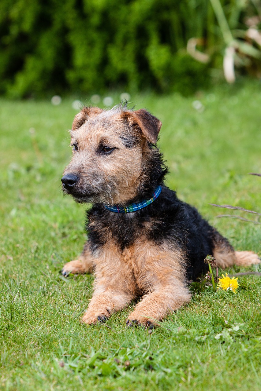 lakeland terrier personnalité