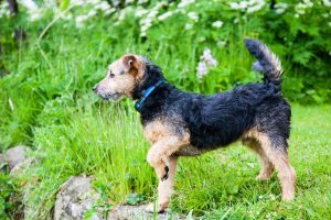 lakeland terrier foto 2