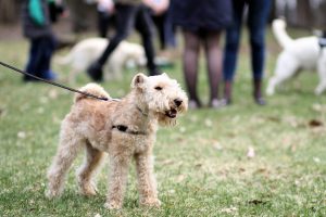 lakeland terrier foto 3