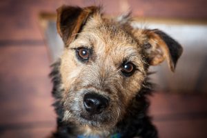cuadro del lakeland terrier