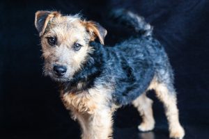 lakeland terrier foto 4