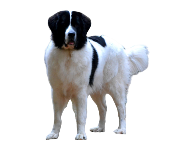 landseer