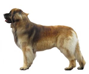 leonberger