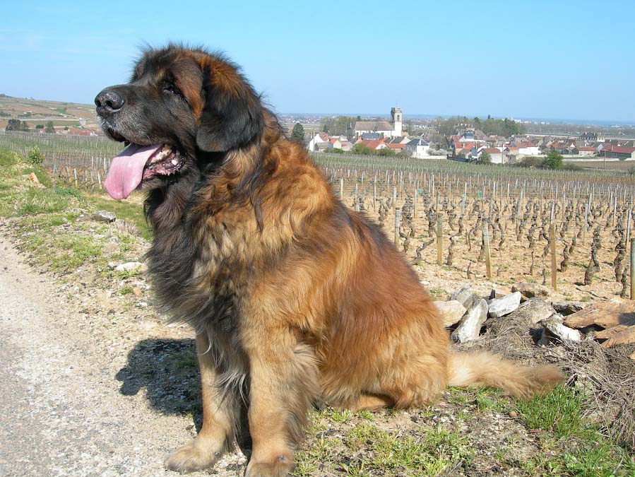 leonberger personality
