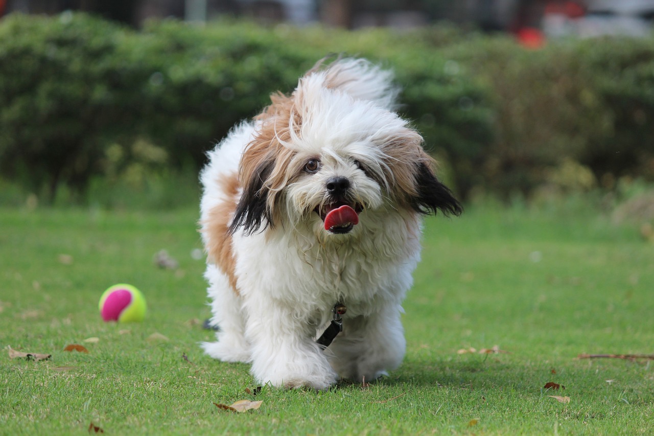 lhassa apso personnalité