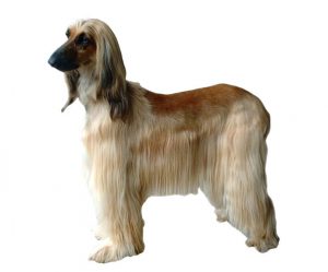 lévrier afghan