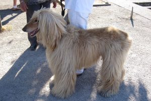 lévrier afghan photo 4